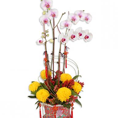 Joyous Longevity - Chinese New Year Phalaenopsis Orchid