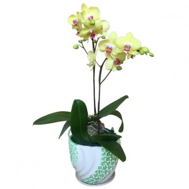 URFA RAYA - PHALAENOPSIS LIVE ORCHID