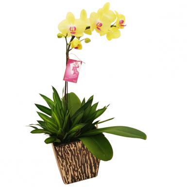 ARDANA RAYA - PHALAENOPSIS ORCHIDS