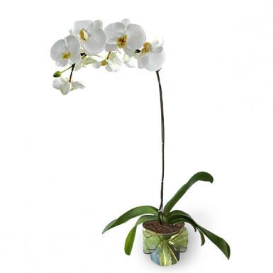 White Phalaenopsis Potted Orchid - Fresh Live Orchid