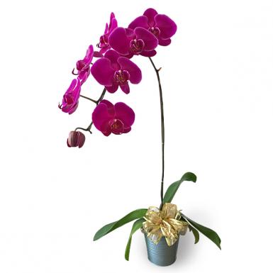 PURPLE PHALAENOPSIS LIVE ORCHID - POTTED ORCHID FOR RAYA