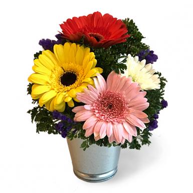 Loving Daisy - Holland Daisy Gerberas Flower in Tin Pot