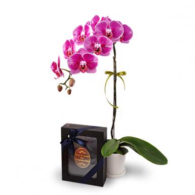 Halia Orchid - Phalaenopsis with Buku Doa Al-Quran