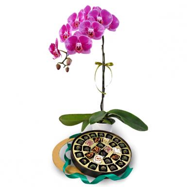 Jejarum Orchid - Phalaenopsis w Baklavas, Chocolate Dates Delight Gift