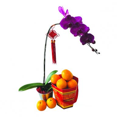 Amassed Fortune CNY Mandarin Oranges Phalaenopsis Orchid Gift