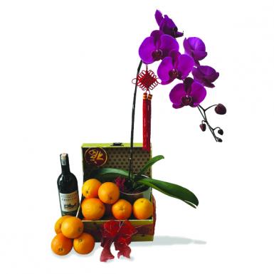 GODSEND GROWTH - PHALAENOPSIS ORCHID W MERLOT WINE