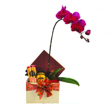Immense Treasure - Potted Orchid with Chinese Festive Hamper Gift