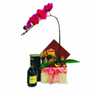 Prosperous Years - Phalaenopsis w Hennessy VSOP