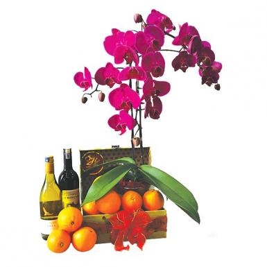 DOUBLE PROSPERITY - PHALAENOPSIS ORCHIDS W WINES
