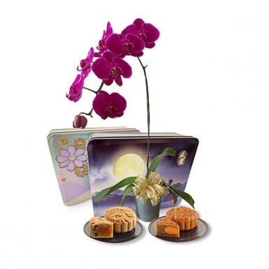 Mooncake Bloom - Mid Autumn Phalaenopsis Orchid Pot Gift