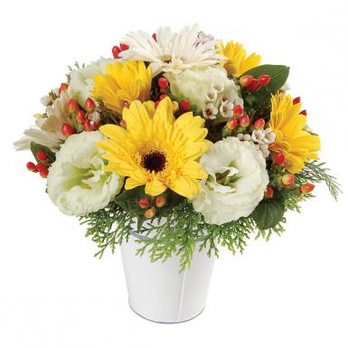 Sweet Daisy - Gerberas Eustomas Flowers