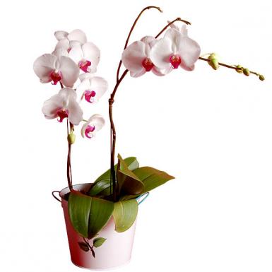 Gundy Luchia Phalaenopsis Orchid Flower