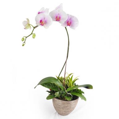 Rising Growth Phalaenopsis