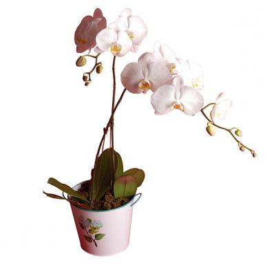 Gundy White Phalaenopsis Orchid