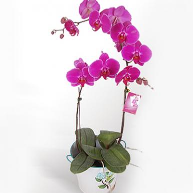 Purple Gundy Phalaenopsis Orchid