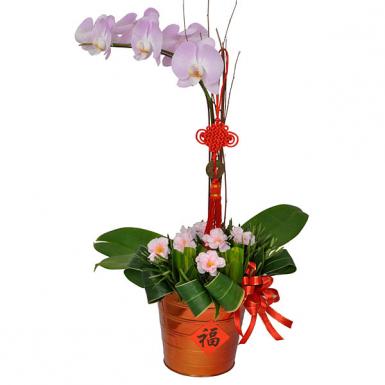 Luck Wishes - Phalaenopsis Orchid