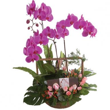 Sweet Return - Phalaenopsis Orchid Blooms with Decadence Chocolate