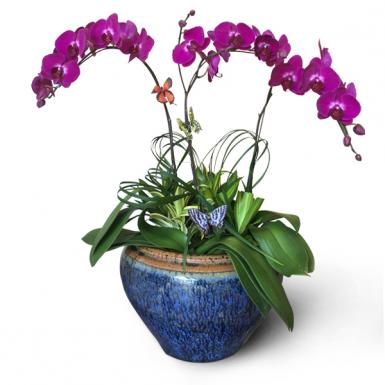 UMMA - GRAND PHALAENOPSIS ORCHID