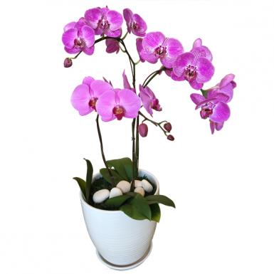 Purple Orchidee - Live Phalaenopsis Orchid