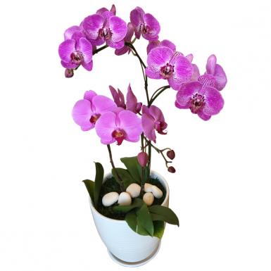 Purple Orchidee - Live Phalaenopsis Orchid