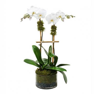 Regally Orchid - Live Phalaenopsis Orchid in Glass